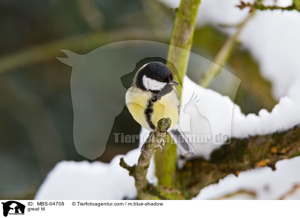 great tit / MBS-04708