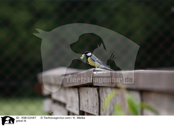 Kohlmeise / great tit / KMI-02487