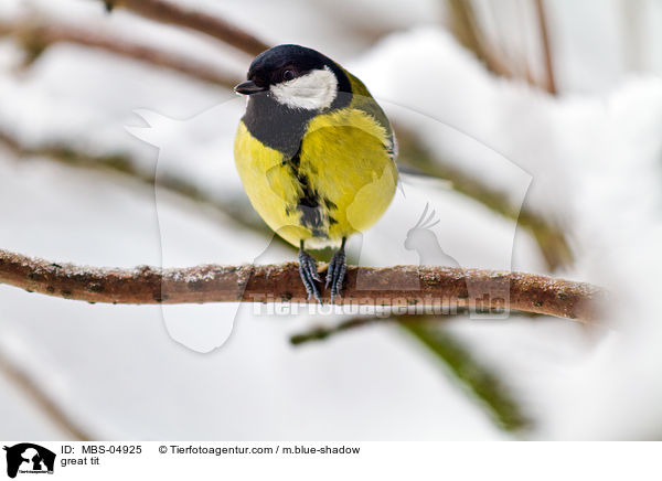 Kohlmeise / great tit / MBS-04925