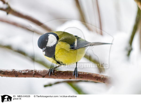 Kohlmeise / great tit / MBS-04926