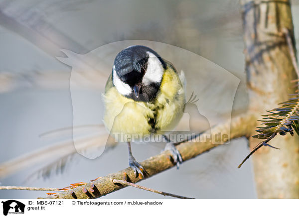 Kohlmeise / great tit / MBS-07121
