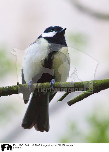 Kohlmeise / great tit / HB-01646