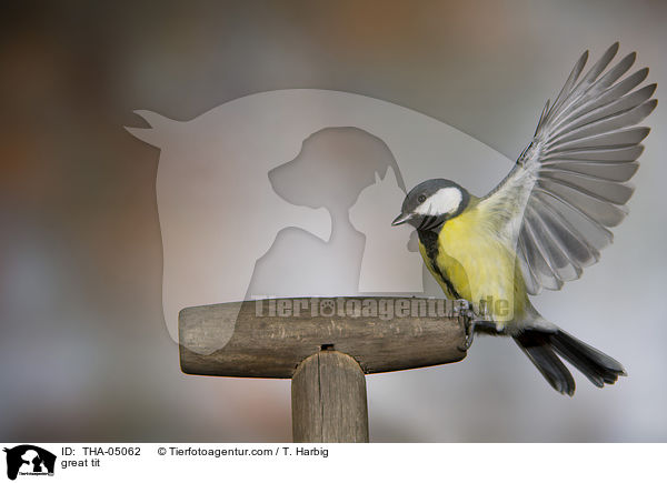 Kohlmeise / great tit / THA-05062