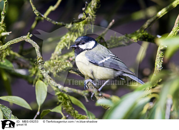 Kohlmeise / great tit / MBS-09253