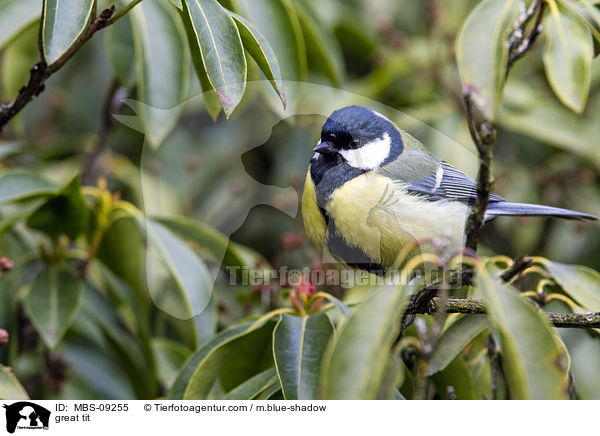 Kohlmeise / great tit / MBS-09255