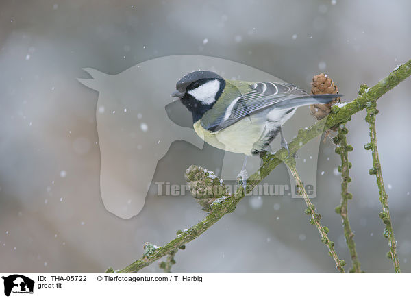 Kohlmeise / great tit / THA-05722