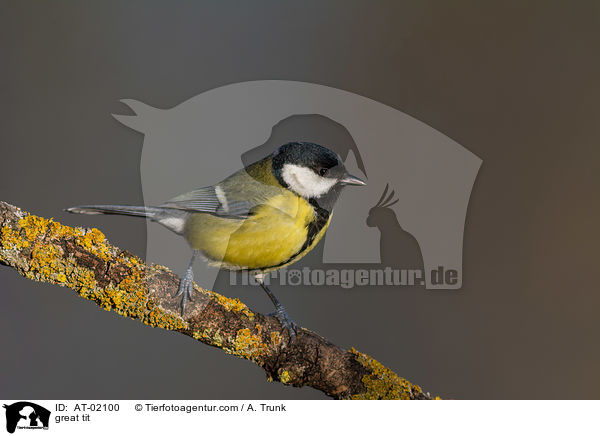 Kohlmeise / great tit / AT-02100