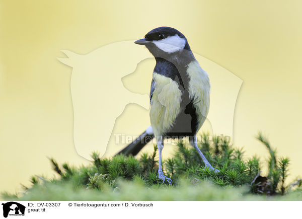 Kohlmeise / great tit / DV-03307