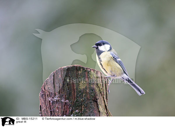 Kohlmeise / great tit / MBS-15211