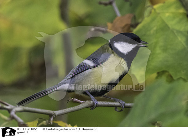 Kohlmeise / great tit / HB-01851