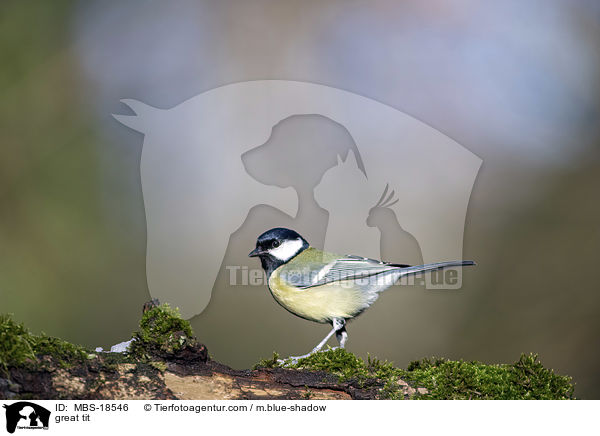Kohlmeise / great tit / MBS-18546