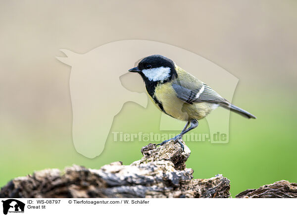 Kohlmeise / Great tit / WS-08797