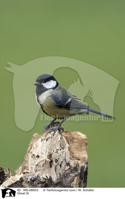 Kohlmeise / Great tit / WS-08803