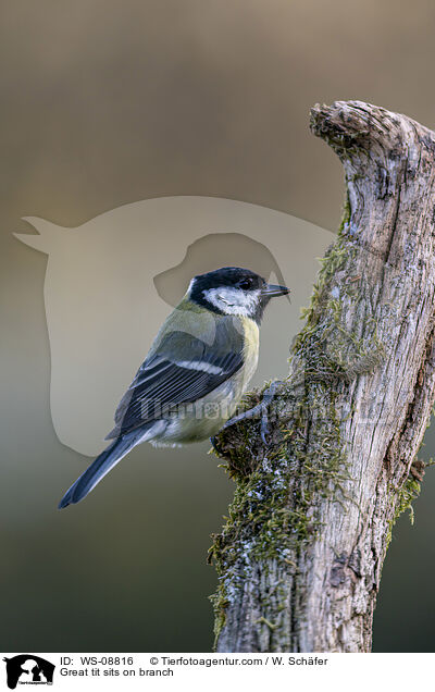 Kohlmeise sitz auf Ast / Great tit sits on branch / WS-08816