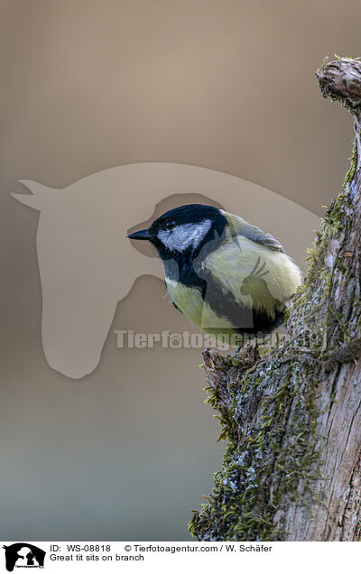 Kohlmeise sitz auf Ast / Great tit sits on branch / WS-08818