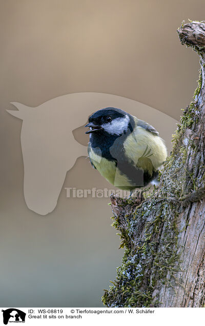 Kohlmeise sitz auf Ast / Great tit sits on branch / WS-08819
