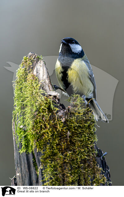 Kohlmeise sitz auf Ast / Great tit sits on branch / WS-08822