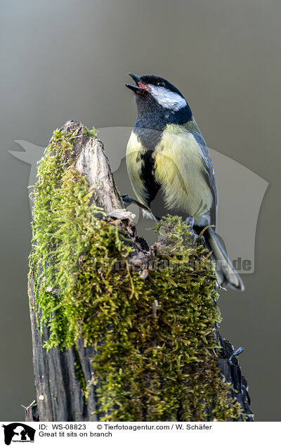 Kohlmeise sitz auf Ast / Great tit sits on branch / WS-08823