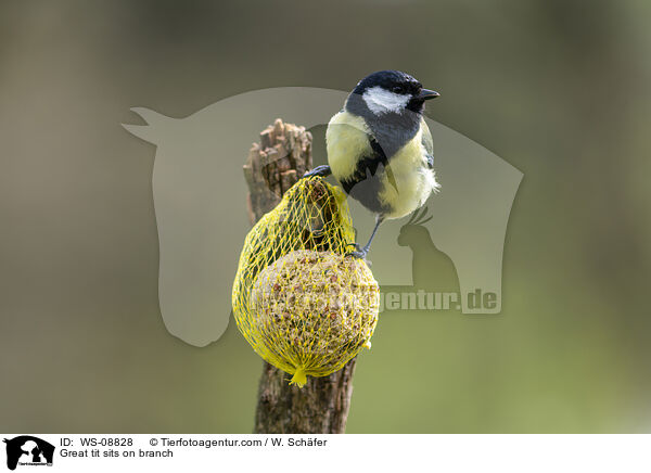Kohlmeise sitz auf Ast / Great tit sits on branch / WS-08828
