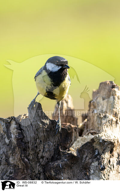 Kohlmeise / Great tit / WS-08832