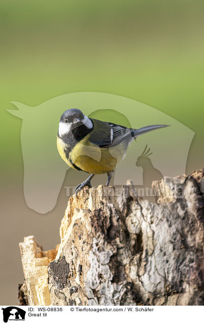 Great tit / WS-08836