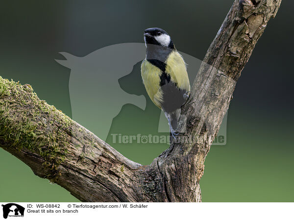 Kohlmeise sitzt auf Ast / Great tit sits on branch / WS-08842