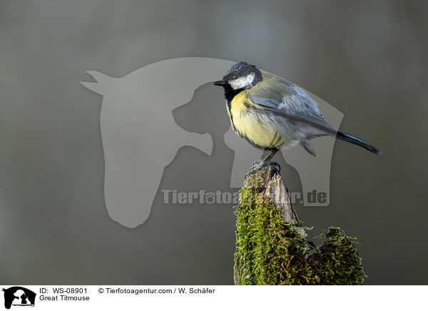 Kohlmeise / Great Titmouse / WS-08901