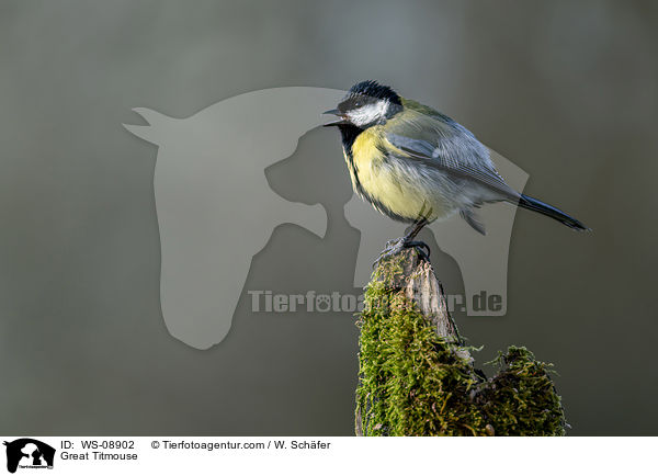 Kohlmeise / Great Titmouse / WS-08902