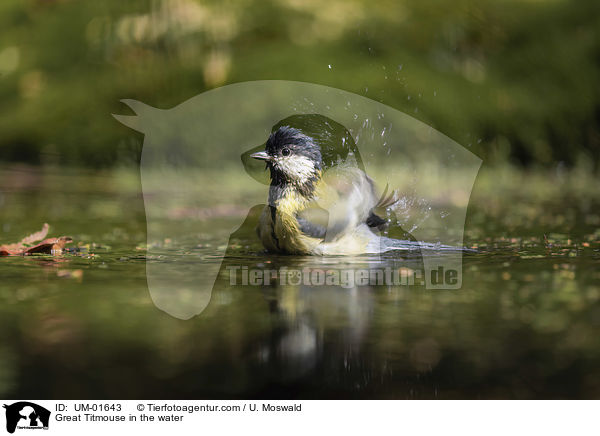Great Titmouse in the water / UM-01643
