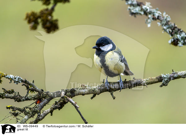 great tit / WS-09449