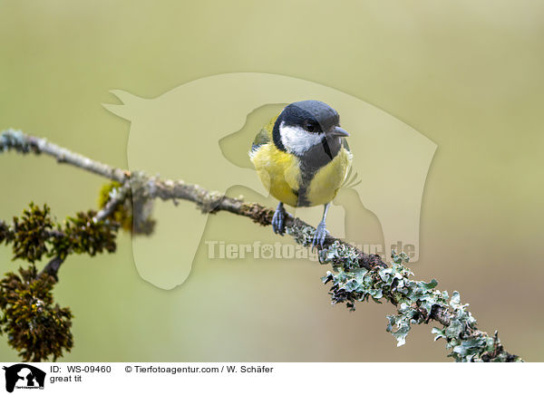Kohlmeise / great tit / WS-09460