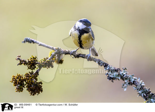 great tit / WS-09461