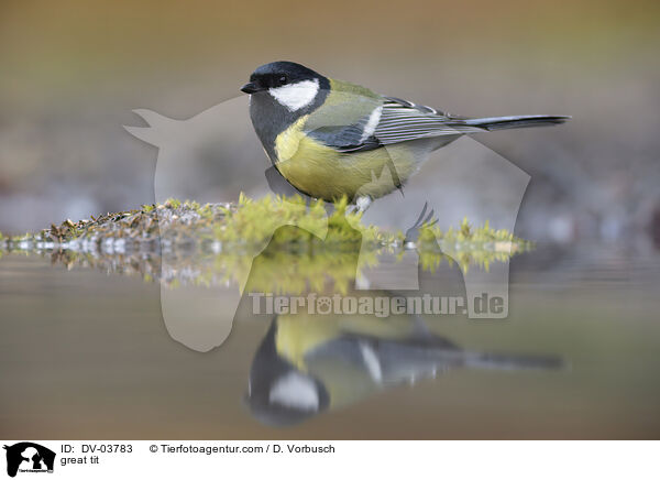 Kohlmeise / great tit / DV-03783