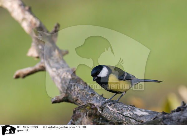 great tit / SO-03393