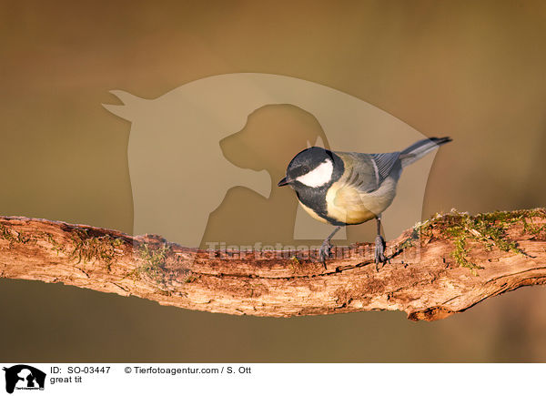 great tit / SO-03447