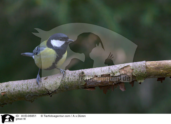 great tit / AVD-06851