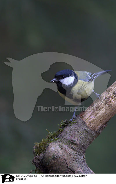 great tit / AVD-06852