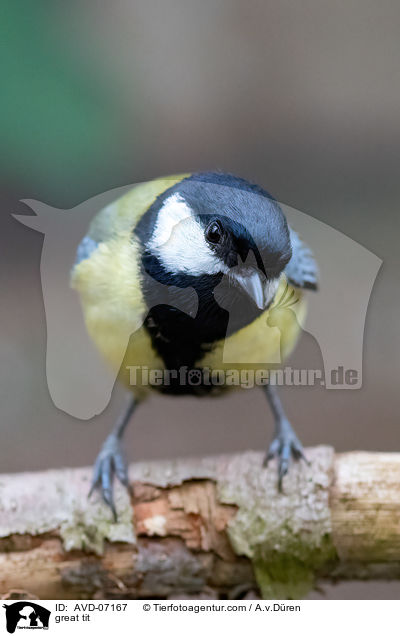 Kohlmeise / great tit / AVD-07167