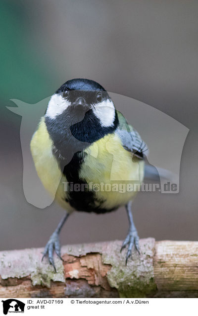 great tit / AVD-07169