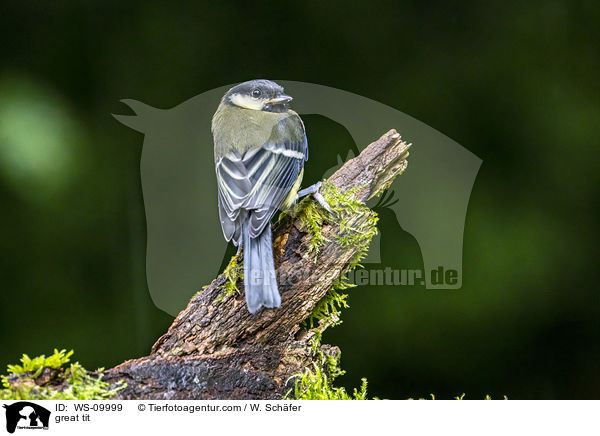 great tit / WS-09999