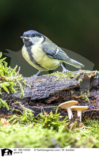 great tit / WS-10000