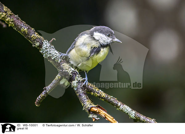 great tit / WS-10001