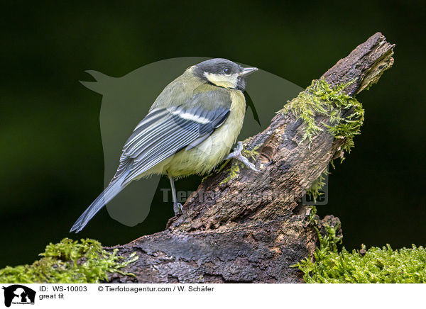 great tit / WS-10003