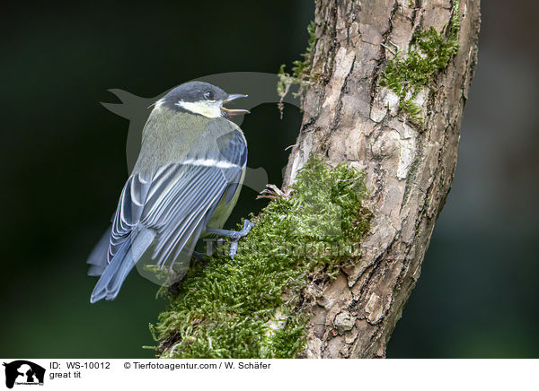 great tit / WS-10012