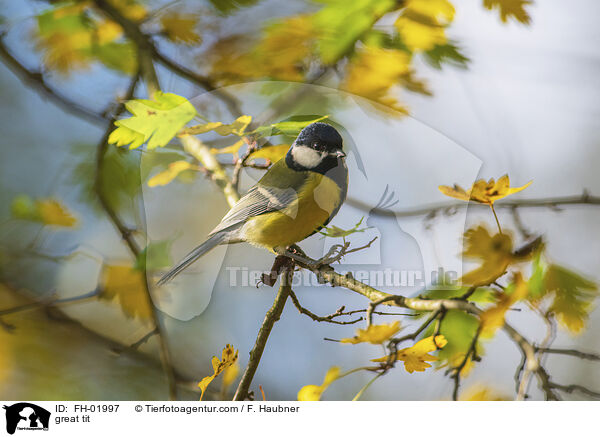 great tit / FH-01997
