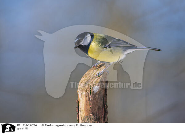 great tit / FH-02024