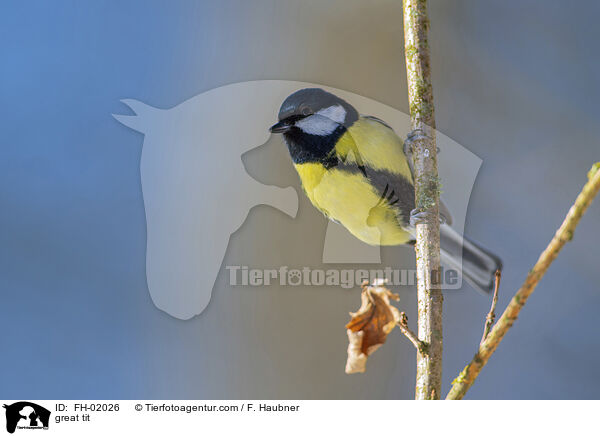 great tit / FH-02026
