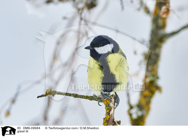 great tit / DMS-09984