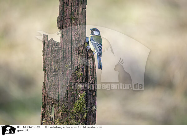 great tit / MBS-25573
