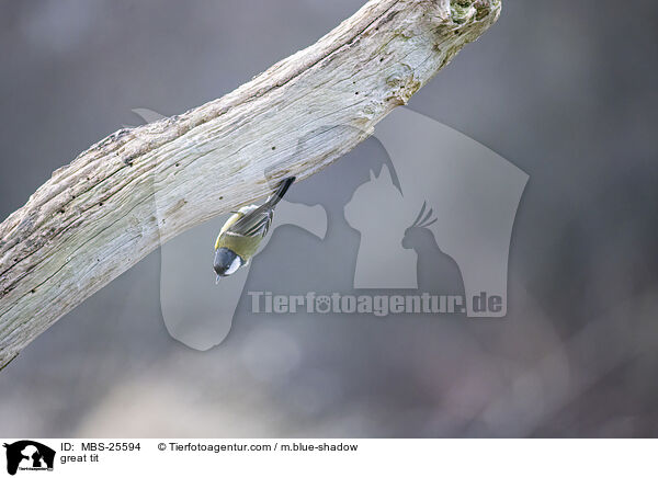Kohlmeise / great tit / MBS-25594